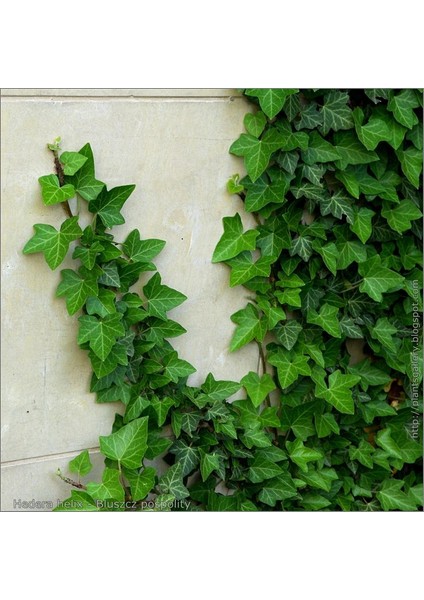 Duvar Sarmaşığı ( Hedera Helix ) 20-50CM Kaya Sarmaşığı Fidanı