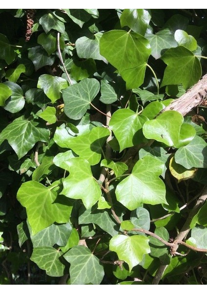 Duvar Sarmaşığı ( Hedera Helix ) 20-50CM Kaya Sarmaşığı Fidanı