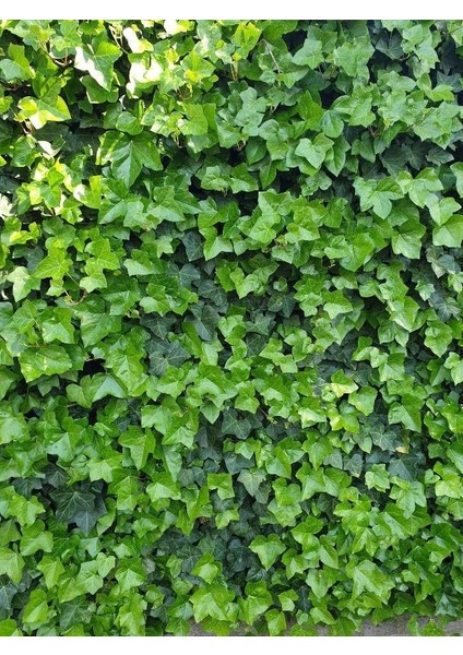 Duvar Sarmaşığı ( Hedera Helix ) 20-50CM Kaya Sarmaşığı Fidanı