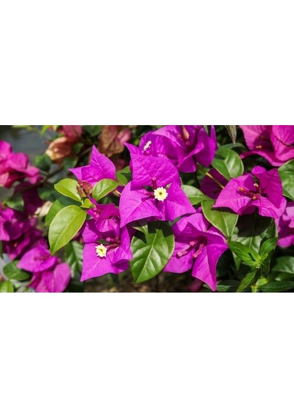 Bodur Begonvil Fidanı Çiçeği Bougainvillea Glabra 20-30 cm Boyunda Mor Renkli