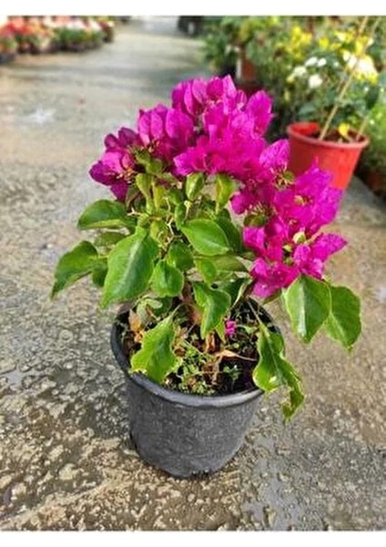 Bodur Begonvil Fidanı Çiçeği Bougainvillea Glabra 20-30 cm Boyunda Mor Renkli