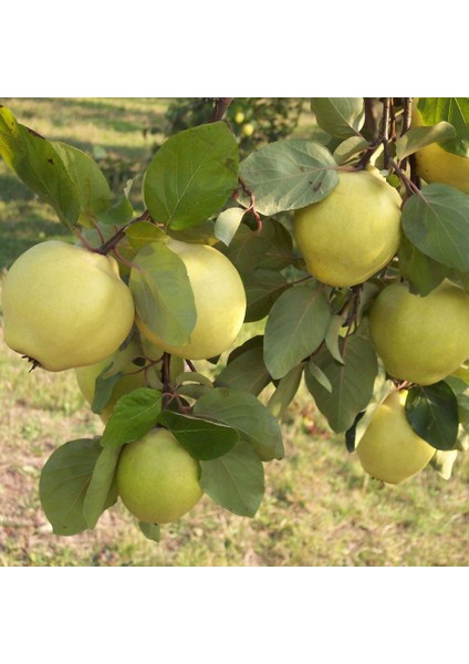 Tüplü Aşılı Yarı Bodur Leziz Yemesi Hoş Ege 25 Ayva Fidanı