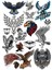 Kartal Eagle Sticker Set-10 15 Parça Telefon, Tablet, Defter, Laptop Sticker 1