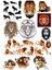 Aslan Sticker Set 8 25 Parça Telefon, Tablet, Defter, Laptop Sticker 1