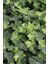 Duvar Sarmaşığı ( Hedera Helix ) 20-50CM Kaya Sarmaşığı Fidanı 1