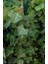 Duvar Sarmaşığı ( Hedera Helix ) 20-50CM Kaya Sarmaşığı Fidanı 2