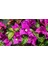 Bodur Begonvil Fidanı Çiçeği Bougainvillea Glabra 20-30 cm Boyunda Mor Renkli 1