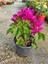 Bodur Begonvil Fidanı Çiçeği Bougainvillea Glabra 20-30 cm Boyunda Mor Renkli 1