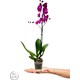 Little Miss Kaktüs Orkide Tek Dal Pembe Orkide Çiçeği (70 Cm) - Ev ve Ofis Bitkisi