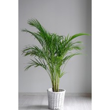 Garden Online Areka Palmiyesi - Dypsis Lutescens Canlı Salon Bitkisi 80 - 100 cm