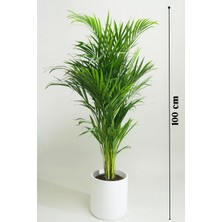 Garden Online Areka Palmiyesi - Dypsis Lutescens Canlı Salon Bitkisi 80 - 100 cm