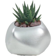 Stein Kohle Çiçek Saksısı Dekoratif Kaktüs Saksı 1 Adet Uygulamalı Spiral Oval Model