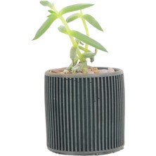Evene Mini Çiçek Saksı Küçük Sukulent Siyah Kaktüs Saksısı Düz Ince Çizgili Model