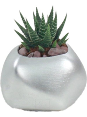 Stein Kohle Çiçek Saksısı Dekoratif Kaktüs Saksı 1 Adet Uygulamalı Spiral Oval Model