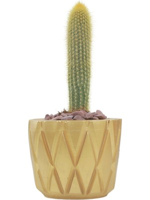 Stein Kohle Çiçek Saksısı Büyük Boy 1 Adet Altın Renk Uygulamalı Baklava Model