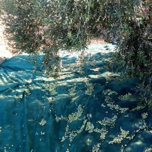 Zeytin Toplama Filesi - Zeytin Yaygısı - Yüzde 75'lik - Yeşil - Düz - Zeytin Sergisi - Sergenlik - Zeytin Çulu - Dut Toplama Filesi