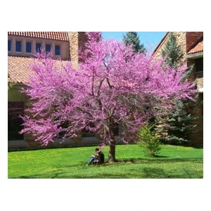 Köy Tohumları 50 Adet Tohum Nadir Bulunan Pembe Kanada Erguvan Ağacı Tohumu Saksı Toprak