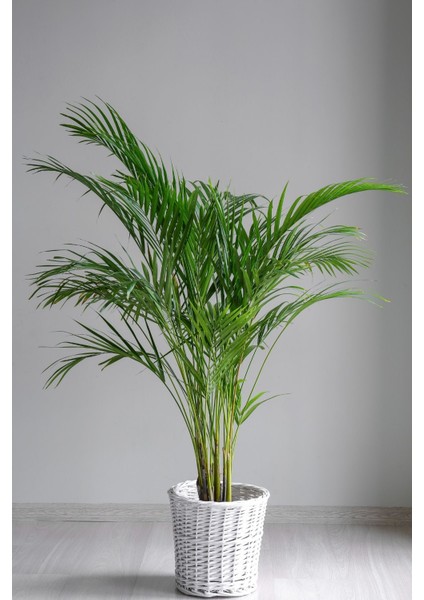 Garden Online Areka Palmiyesi - Dypsis Lutescens Canlı Salon Bitkisi 80 - 100 cm