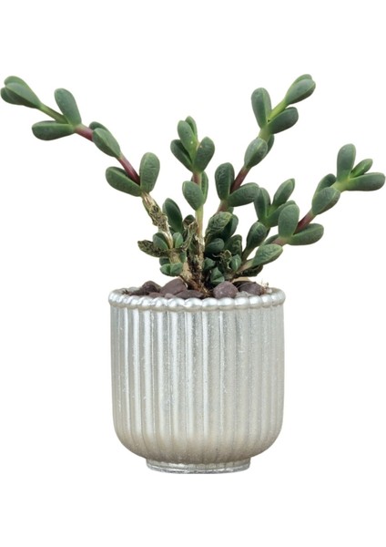 Mini Çiçek Saksı Küçük Sukulent Kaktüs Saksısı Vintage Düz Çizgili Model
