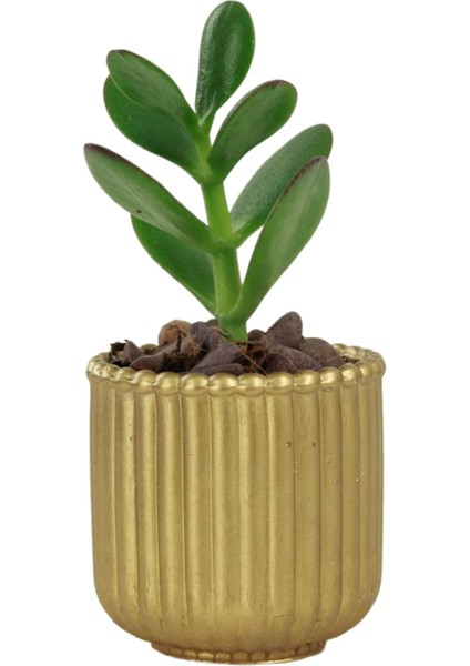 Mini Çiçek Saksı Küçük Sukulent Kaktüs Saksısı Vintage Düz Çizgili Model