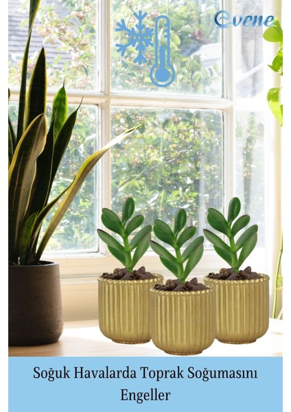Mini Çiçek Saksı Küçük Sukulent Kaktüs Saksısı Vintage Düz Çizgili Model indirimleri