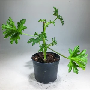 Biorganix Life Pelargonium Graveolens - Itır Bitkisi Mis Kokulu