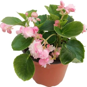 Biorganix Life Pembe Renk Begonya Çiçeği 10-20 cm