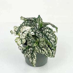 Hypoestes Phyllostachya Hostes Çiçeği Beyaz