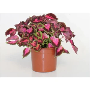 Yaprak Güzeli COLEUS10-20 cm