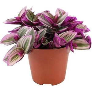 Biorganix Life Pembe Yapraklı Tradescantia Nanouk Telgraf Çiçeği 10-20 cm