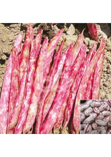 250 Adet Tohum Organik Niğde Ulukışla Yayla Barbunya Tohumu Erkenci Tohum Sebze