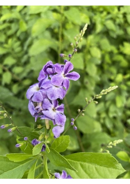 Duranta Çalısı - Ağaç Menekşesi- (Duranta Erecta) 40-60 cm Boy