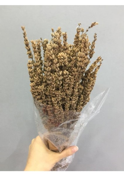 Lavanta Şoklanmış Kokulu Naturel Hardal Renk 40-50 cm