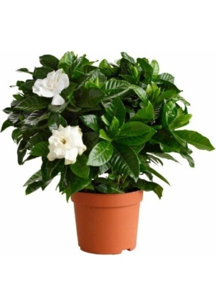 Gardenya Çiçeği 10-20 cm