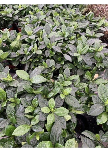 Gardenya Çiçeği 10-20 cm