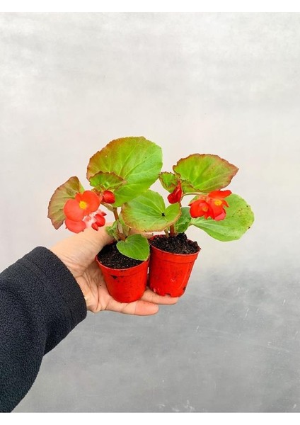 Karışık Renk Şeker Begonya Kırmızı-Pembe Beyaz 1 Adet fiyatları