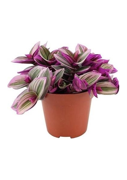 Pembe Yapraklı Tradescantia Nanouk Telgraf Çiçeği 10-20 cm