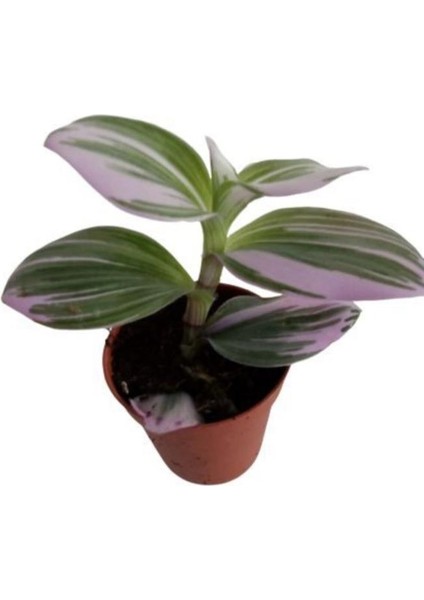 Pembe Yapraklı Tradescantia Nanouk Telgraf Çiçeği 10-20 cm
