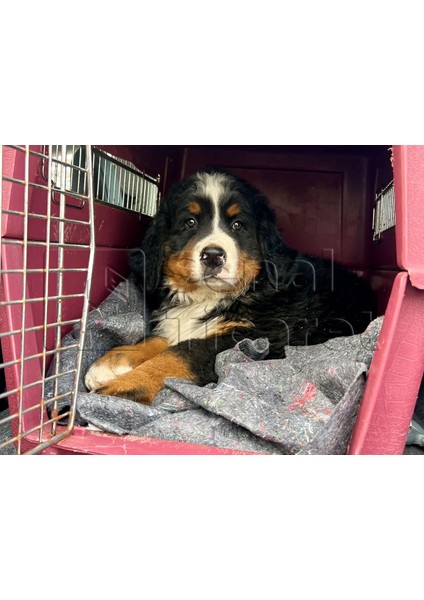 150X200 Mobilya Sarma Taşıma Nakliye Şantiye Ambalaj Dolu/ (Kedi Köpek) Battaniyesi 5 Adet