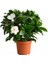 Gardenya Çiçeği 10-20 cm 1