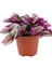 Pembe Yapraklı Tradescantia Nanouk Telgraf Çiçeği 10-20 cm 1