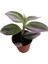Pembe Yapraklı Tradescantia Nanouk Telgraf Çiçeği 10-20 cm 2