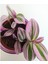 Pembe Yapraklı Tradescantia Nanouk Telgraf Çiçeği 10-20 cm 3