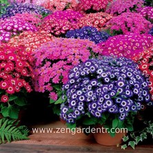 Zengarden Jester Cineraria Tohumu Sinerelya Renkli Karışım