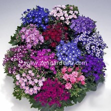 Zengarden Jester Cineraria Tohumu Sinerelya Renkli Karışım