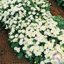 Zengarden Kasımpatı Tohumu Krizantem Chrysanthemum White Stars