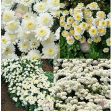 Zengarden Kasımpatı Tohumu Krizantem Chrysanthemum White Stars