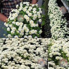 Zengarden Kasımpatı Tohumu Krizantem Chrysanthemum White Stars