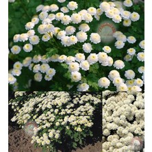 Zengarden Kasımpatı Tohumu Krizantem Chrysanthemum White Stars