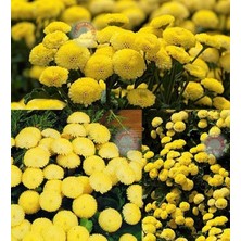 Zengarden Krizantem Tohumu Kasımpatı Sarı Golden Ball Chrysanthemum Parthenium